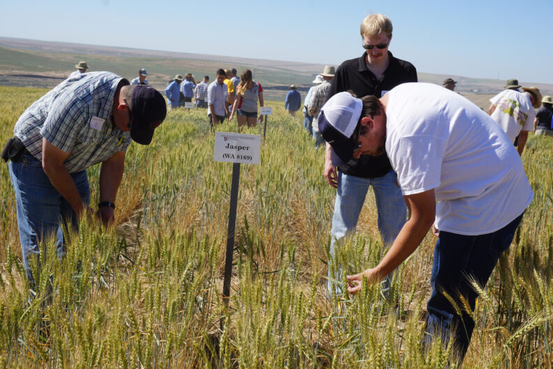 Attendees in wheat plots.