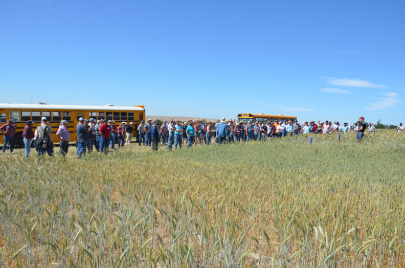 Bill Schillinger standing in a triticale field giving a presentation.