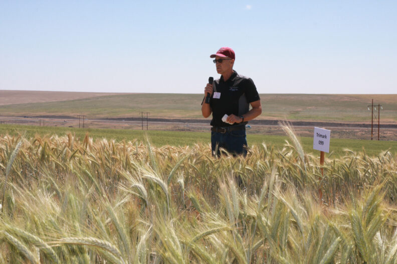 Bill Schillinger in a triticale field.