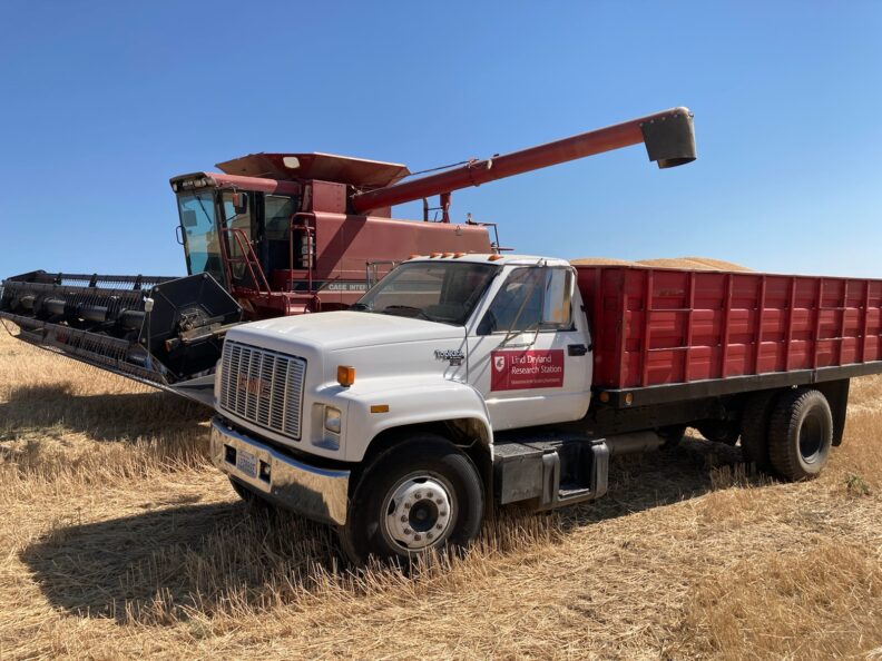 Wheat truck and combine during harvest.