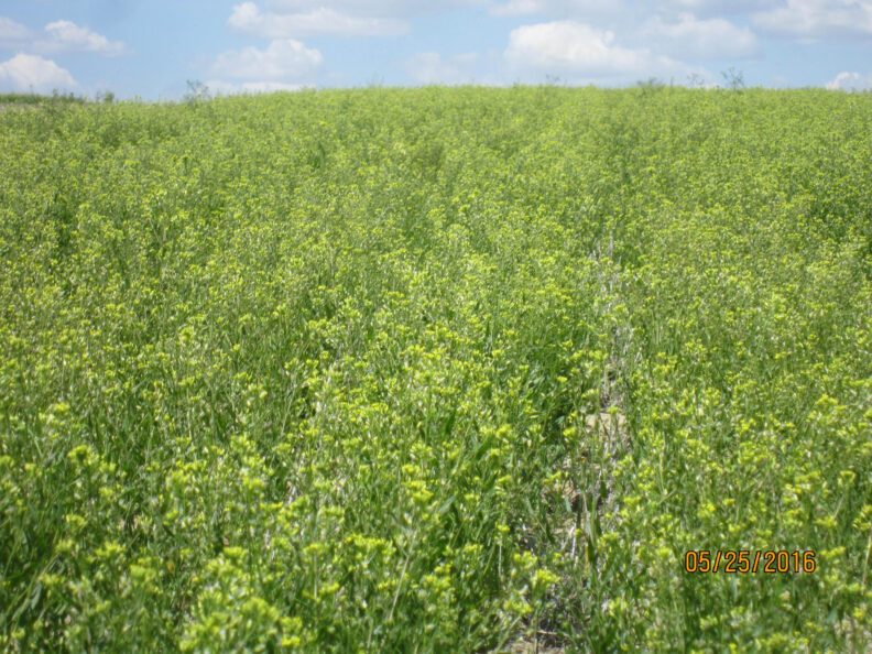 Camelina field.