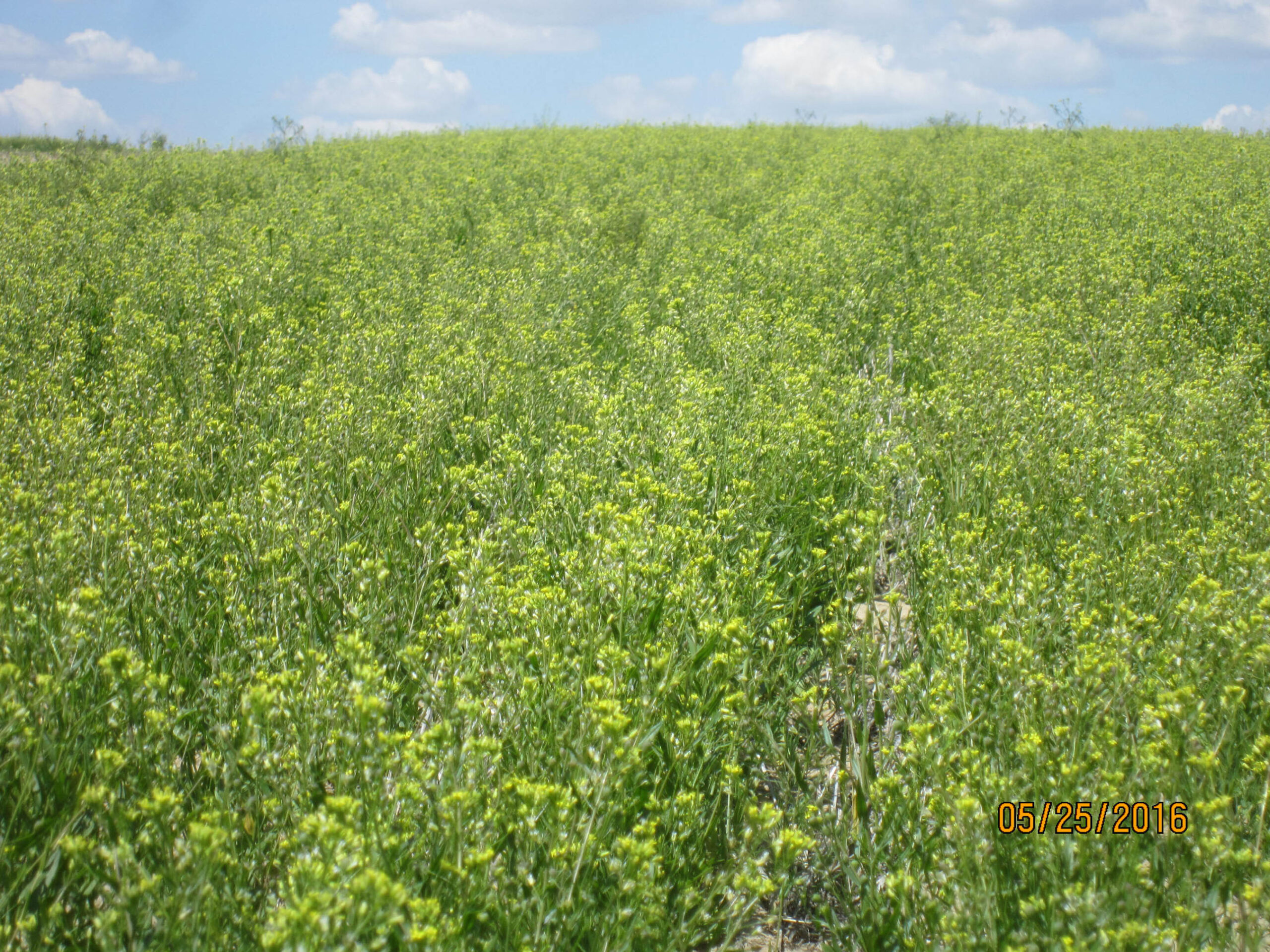 Camelina field.