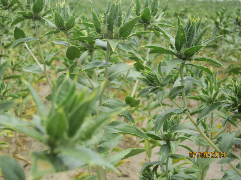 Safflower plants in a field.