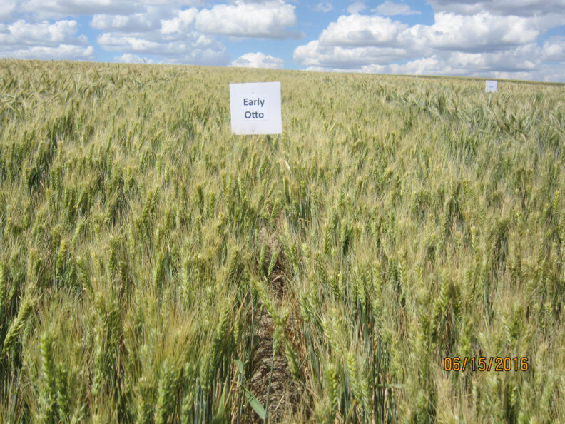 Early planted Otto wheat.