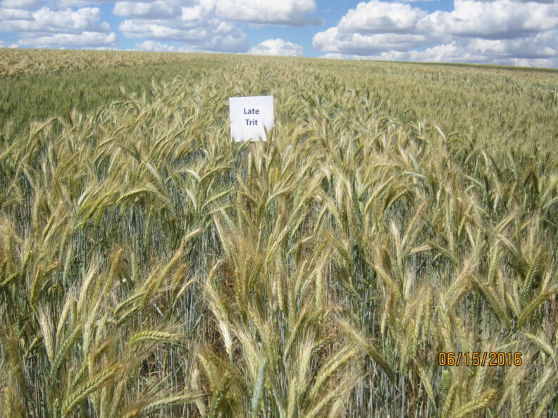 Late planted triticale.