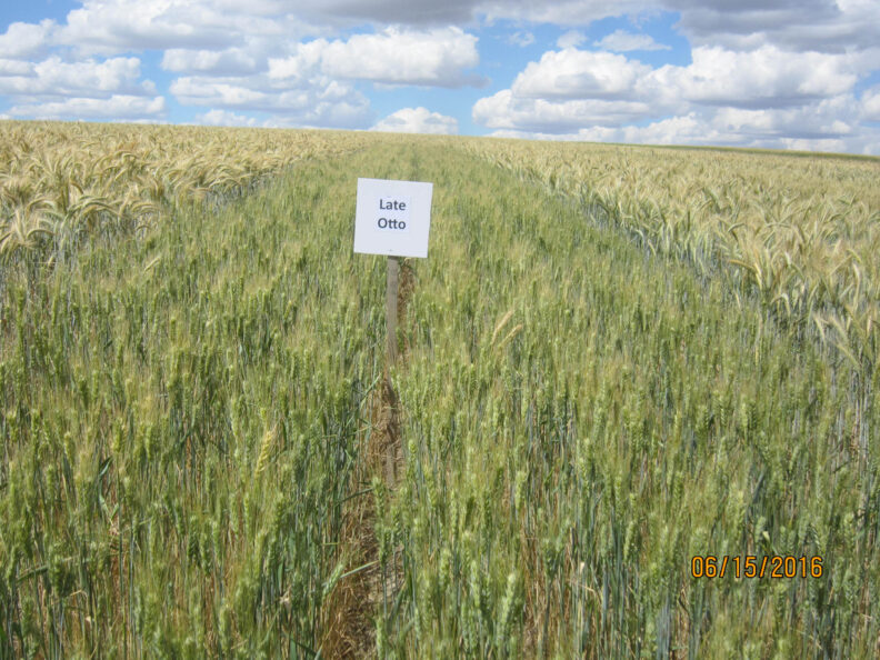 Late planted Otto wheat.