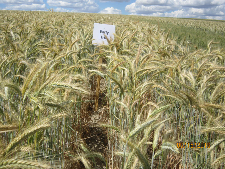 Early planted triticale.