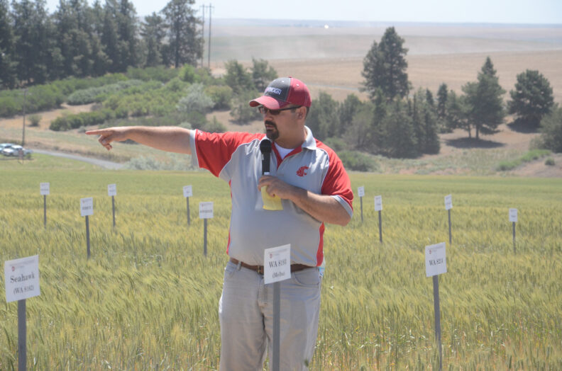 Mike Pumphrey standing in wheat plots.