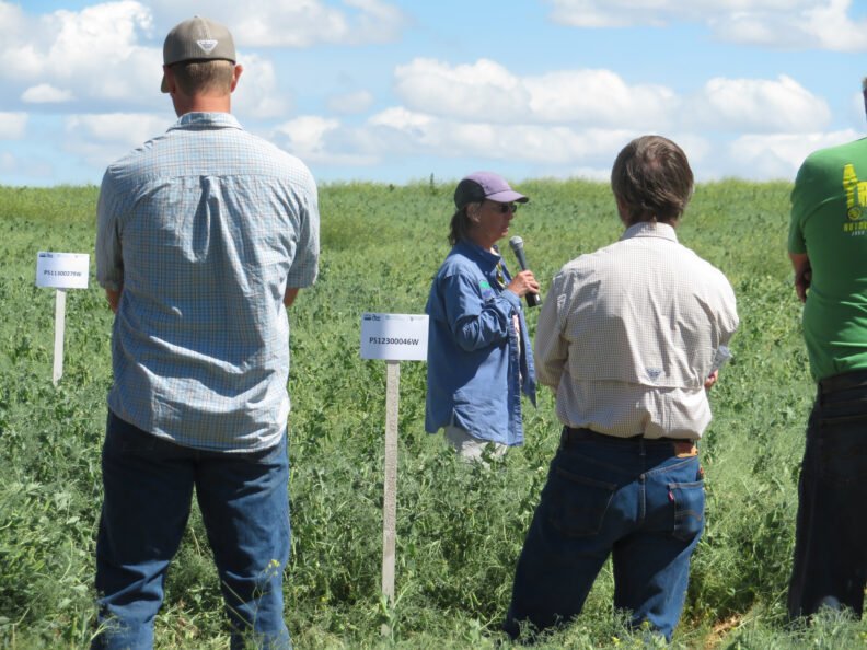 Rebecca McGee in pea plots.