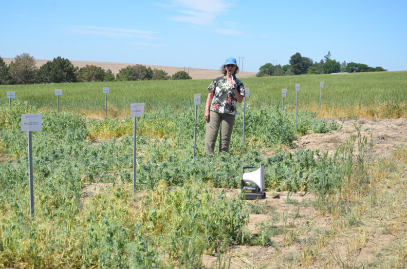 Rebecca McGee standing in pea plots.