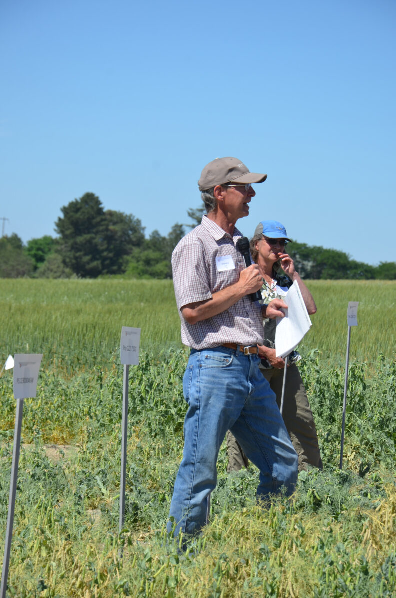 Stephen Guy standing in a pea field.