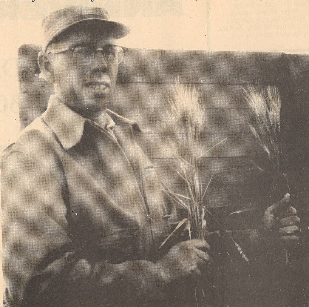 Walter Nelson holding wheat.