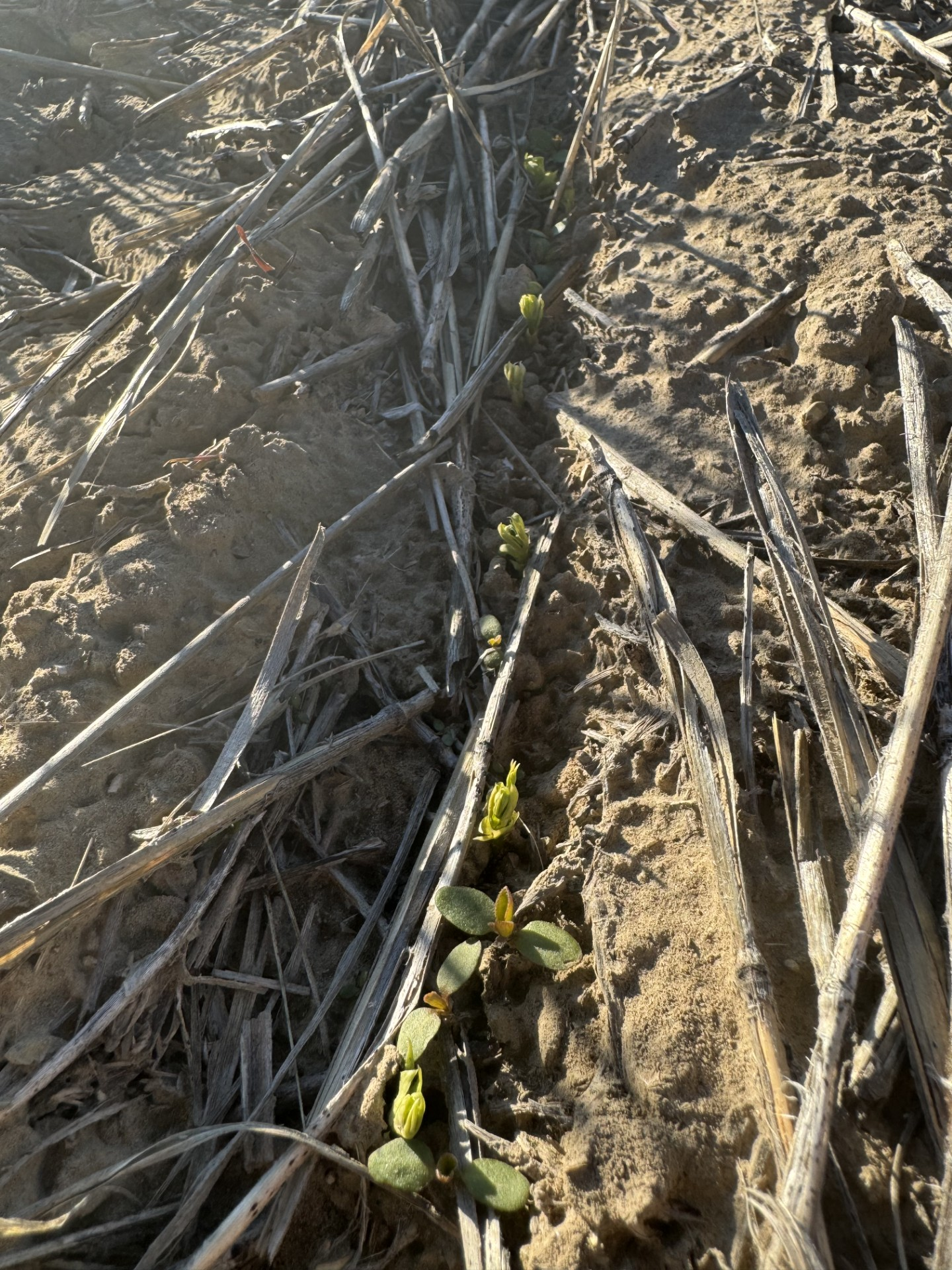 PeaLina plants in a row.