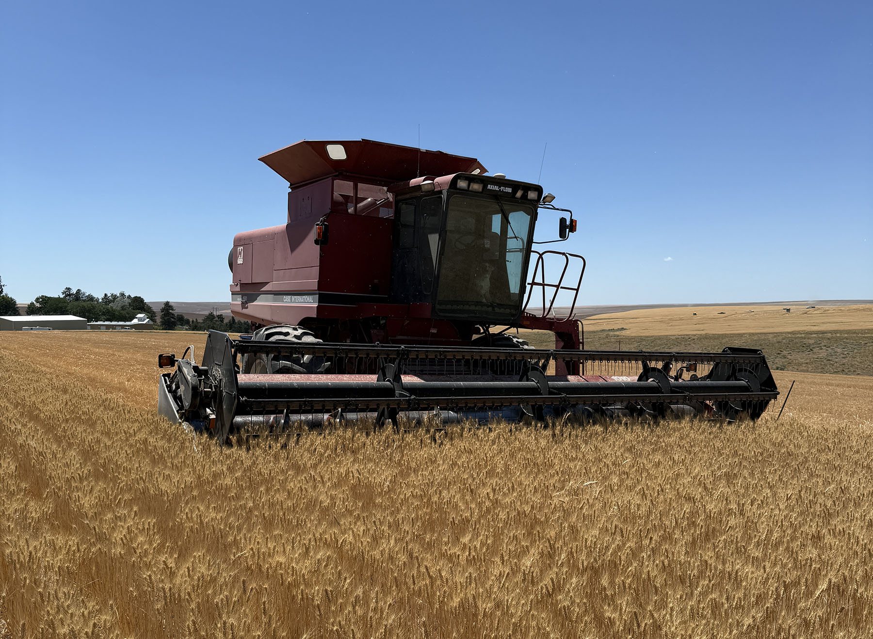 Combine in a wheat field.