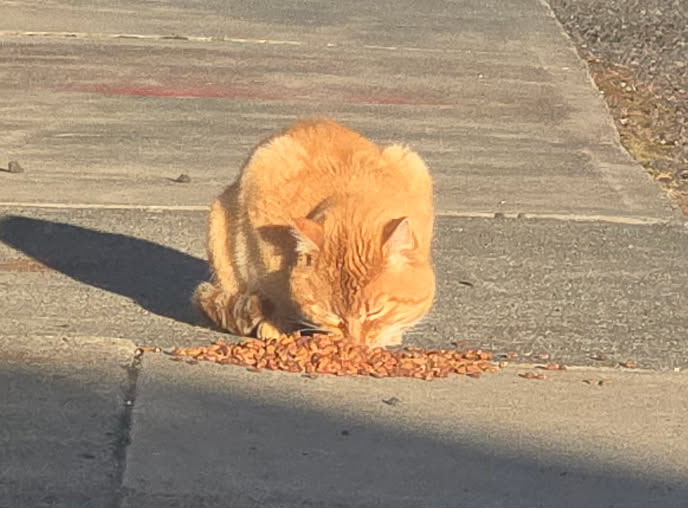 Orange cat eating cat food on concrete.