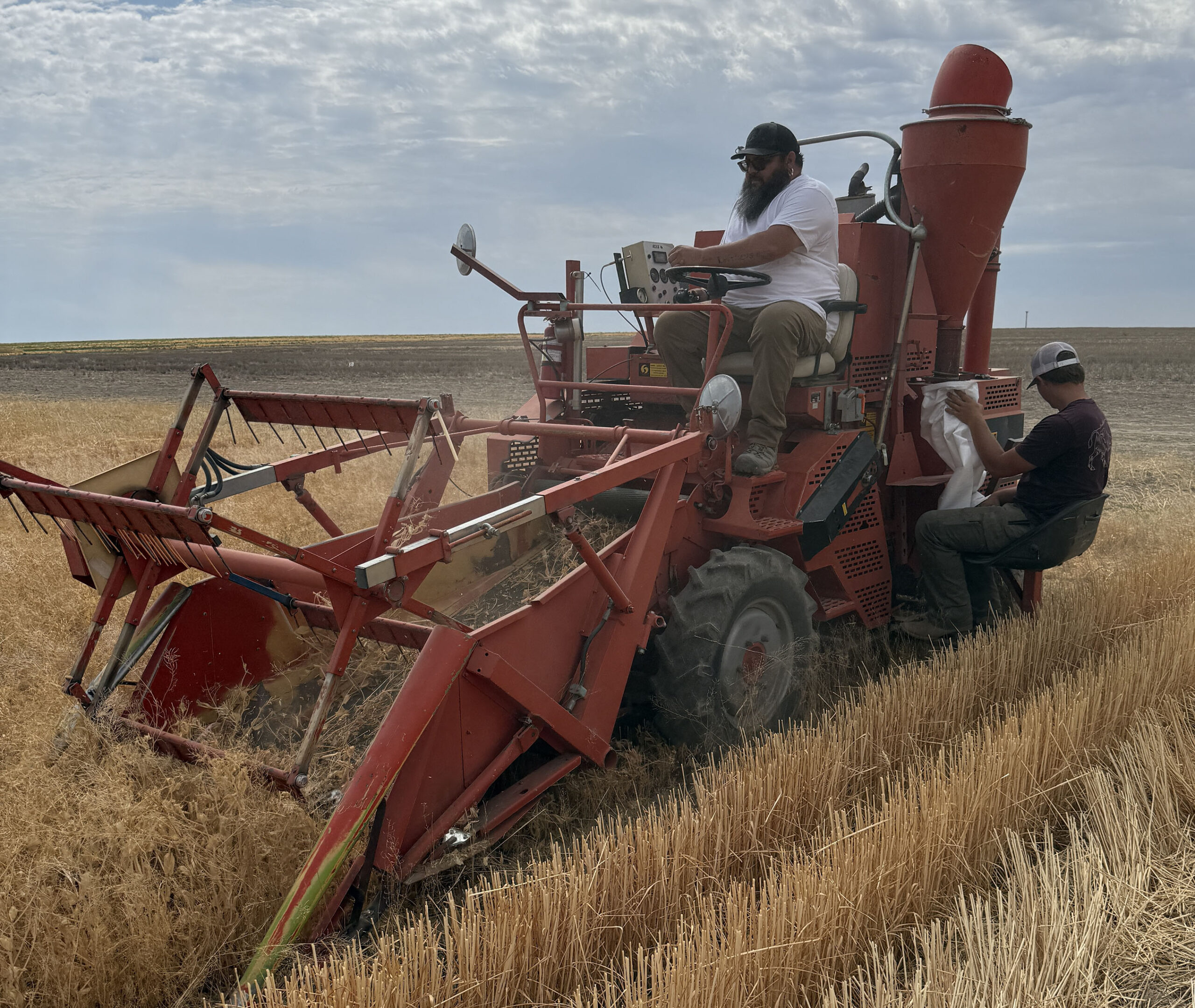 Plot combine in operation in a field.