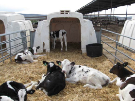 Hutch, with six calves in a pen.