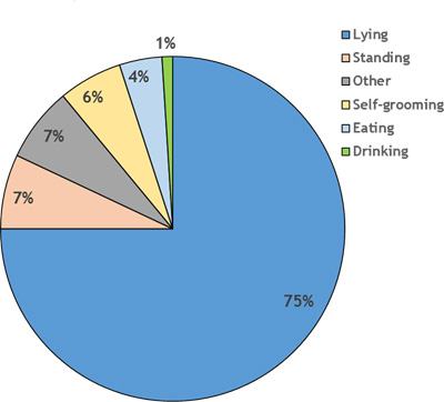 Pie chart representing how healthy calves spend their time.