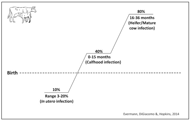 This image is a 3-step graph showing the percentage of infections at different life stages of cows, from in utero to maturity. Horizontal Axis: Represents the timeline of a cow's life stages.
Vertical Axis: Represents the percentage of infections at each stage. First Step (In Utero Infection):
Label: 10% (Range 3-20%) Description: In utero infection.
The step starts from the baseline labeled "Birth" and rises to the 10% infection level.
Second Step (Calfhood Infection):
Label: 40% Description: 0-15 months (Calfhood infection). The step rises from 10% to 40%. Third Step (Heifer/Mature Cow Infection): Label: 80% Description: 16-36 months (Heifer/Mature cow infection).
The step rises from 40% to 80%.