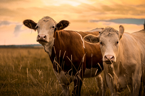 Beef cows in field at sunset.