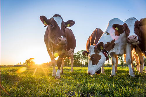 Dairy cows in field
