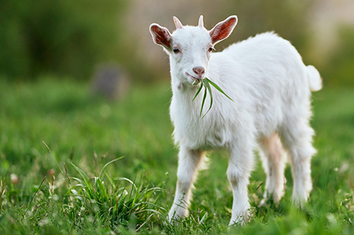 Young white goat in a grassy field with grass hanging out of its mouth.