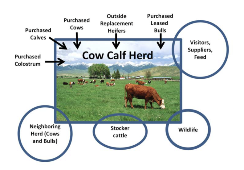 Cow calf heard diagram