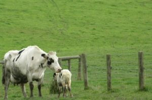 Dairy cows in field