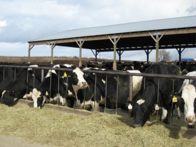 Holstein cows eating hay.
