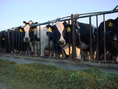 Holstein cows eating hay.