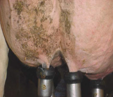 Picture of diry udder with milking equipment attached.