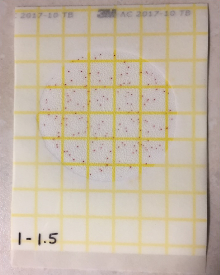 Close up image of petrifilm.