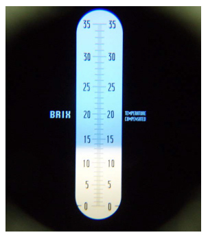 Looking through the Brix refractometer – 13% total solids reading.