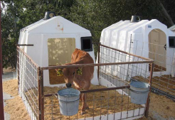 Calf in pen outside a hutch.