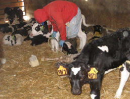 Caretaker in a small space with several calves.