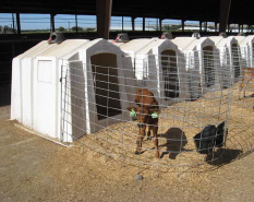 Two calves in a pen outside a hutch.