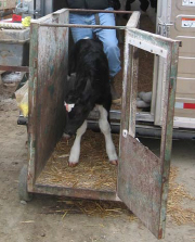 A calf unloading from a livestock trailer.