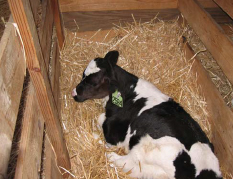 Calf laying in straw in the small pen.