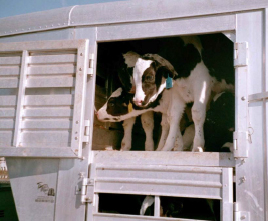 Two calves looking out a window in the livestock trailer.