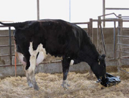 Cow caring for her calf in an individual calving pen.