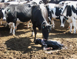 Cow caring for her newborn calf in a group calving pen.
