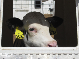 Calf looking over the got of a gate.
