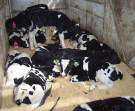 Multiple calves in a livestock trailer. Most are laying down in the straw.