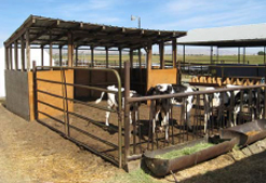 Multiple calves in a small pen.