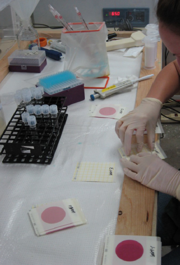 Workspace set up to plate petrifilm.