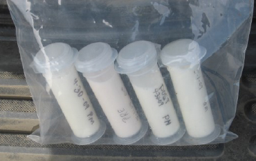 Sterile milk in four labeled tubes.