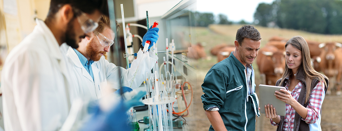 Blended images with People in a lab on the left, fading to people in a field with cattle on the right.