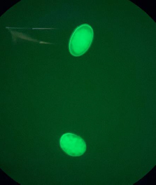 Haemonchus contortus eggs identified using the fluorescent assay.