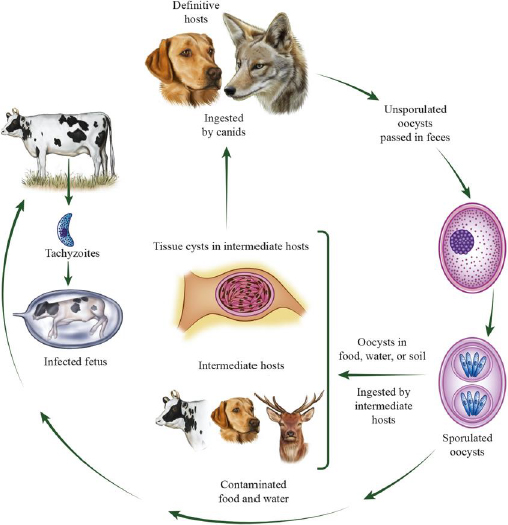 Artist's illustration of the lifecyle of Neospora caninum.