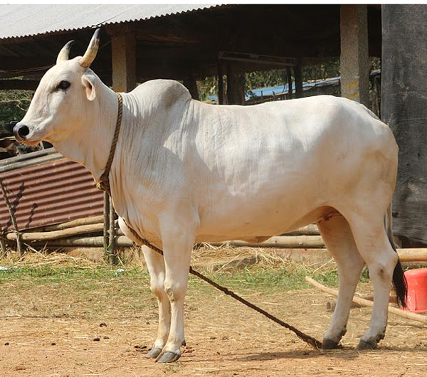 All white Gangatiri cow in a corral.